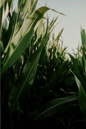 Inside a group of tall field plants
