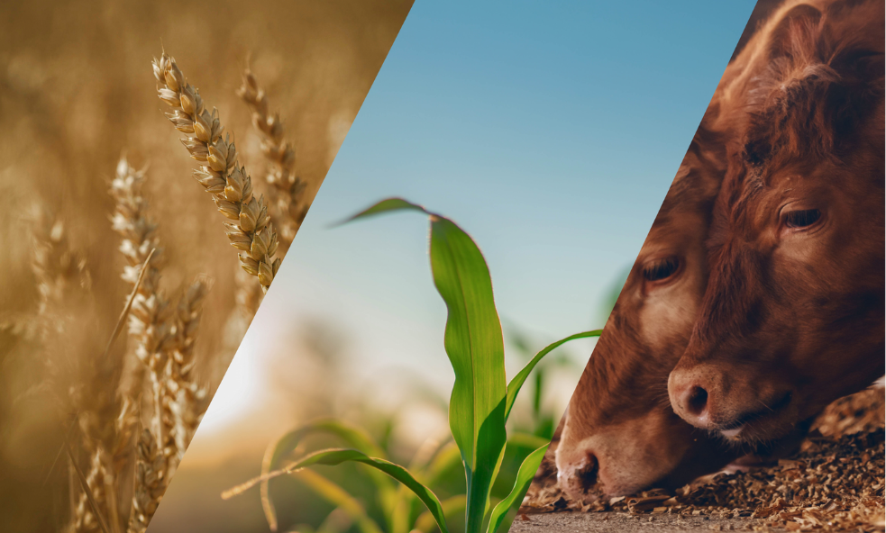 Grain cart, cattle, and crop imagery collage