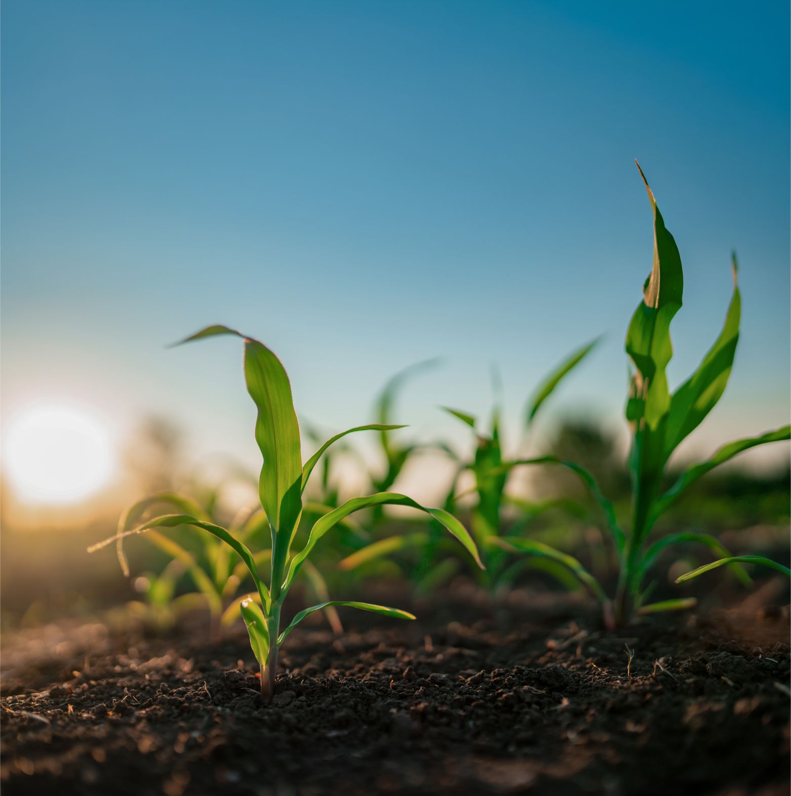A row of plants sprouting in a field