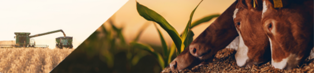 an image divided diagonally, showing a combine and grain cart harvesting,
                   a plant growing, and a cow eating