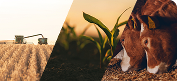 an image divided diagonally, showing a combine and grain cart harvesting,
                   a plant growing, and a cow eating